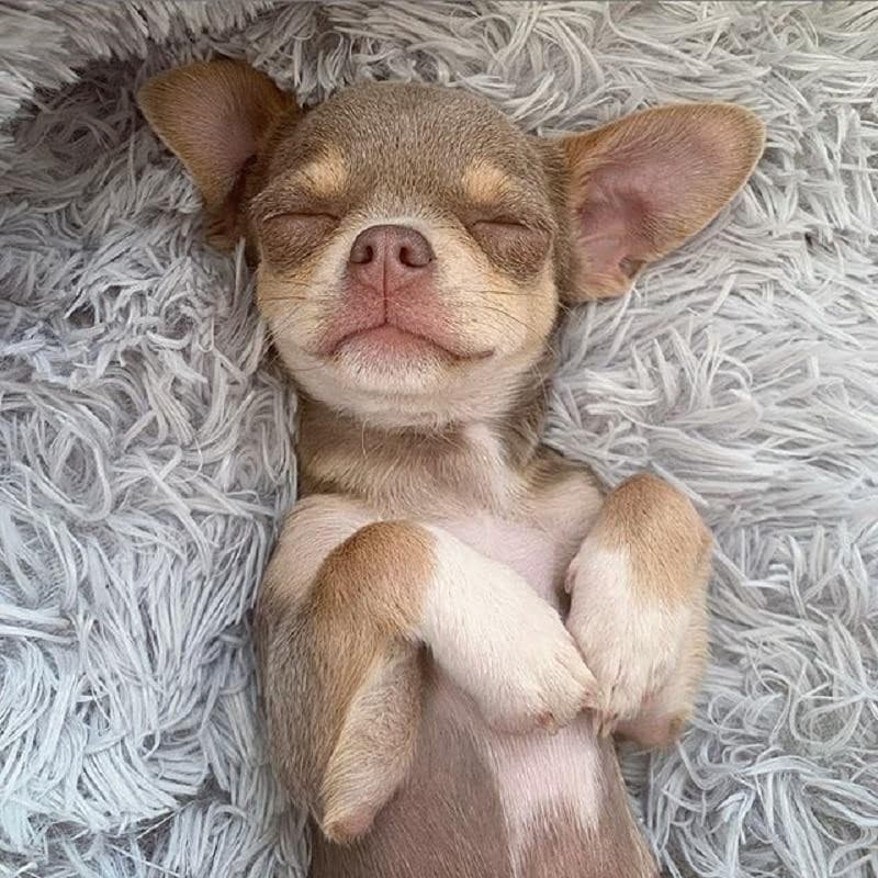DonutCuddlerCozySoftDogBed-2