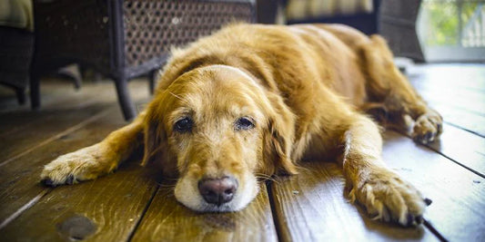 Thunder and Anxiety in Dogs: How to Help Your Dog Cope