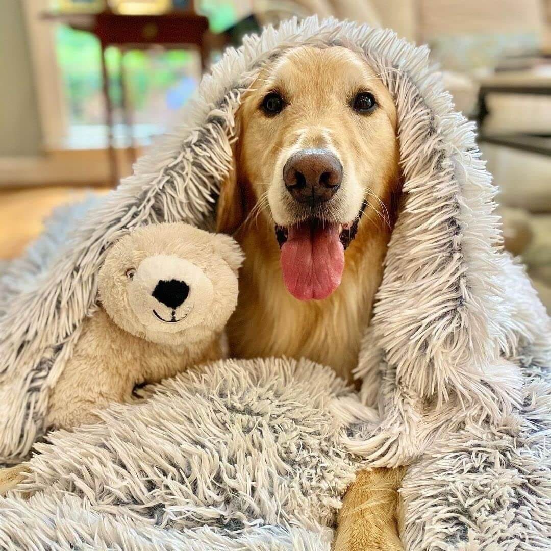 Calming Pet Blanket-01