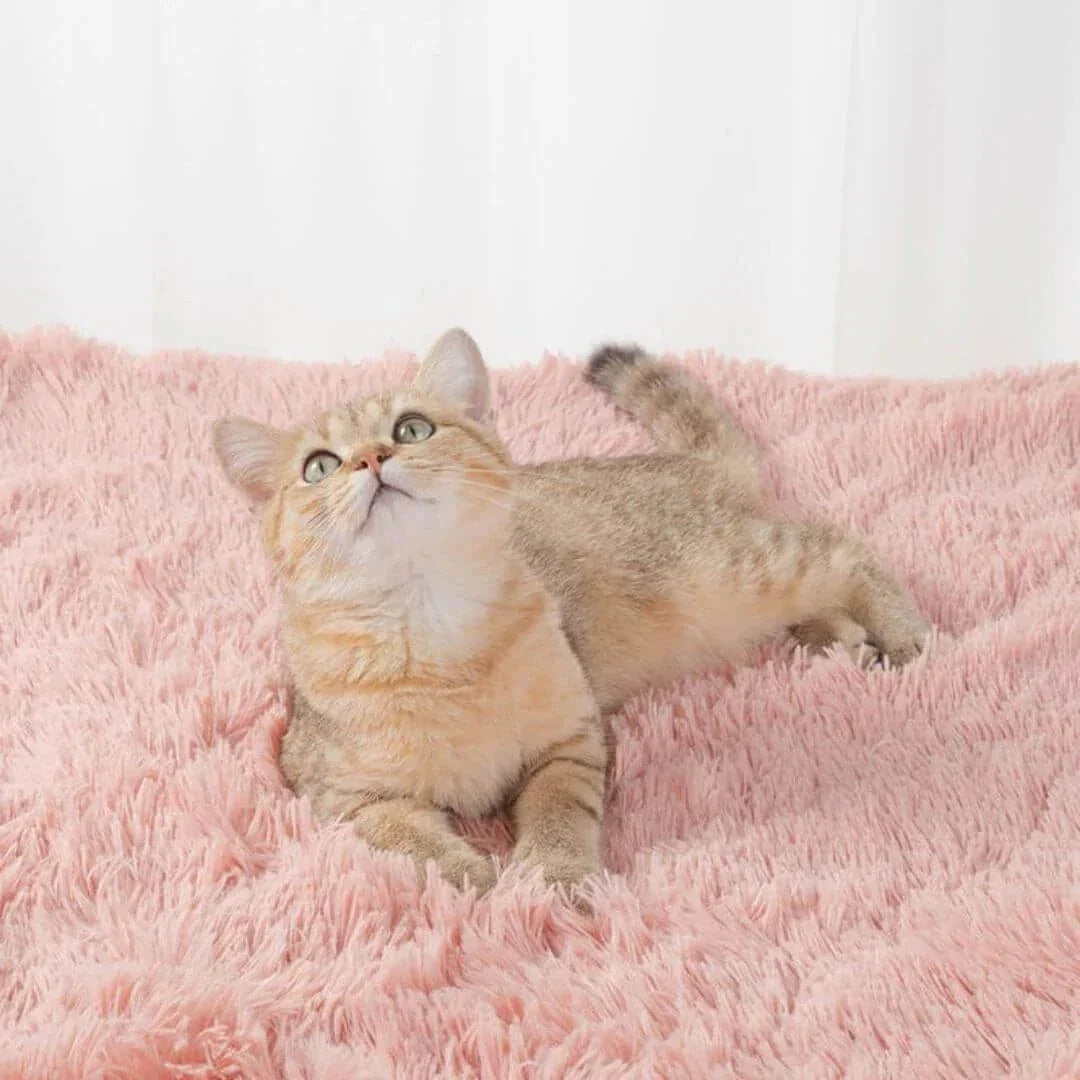 Calming Pet Blanket-04